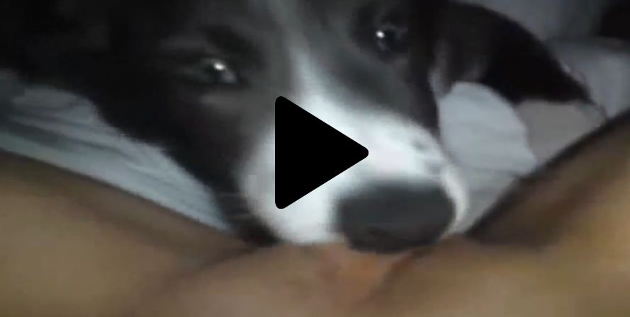 Video porno caseiro cachorro lambendo buceta da dona